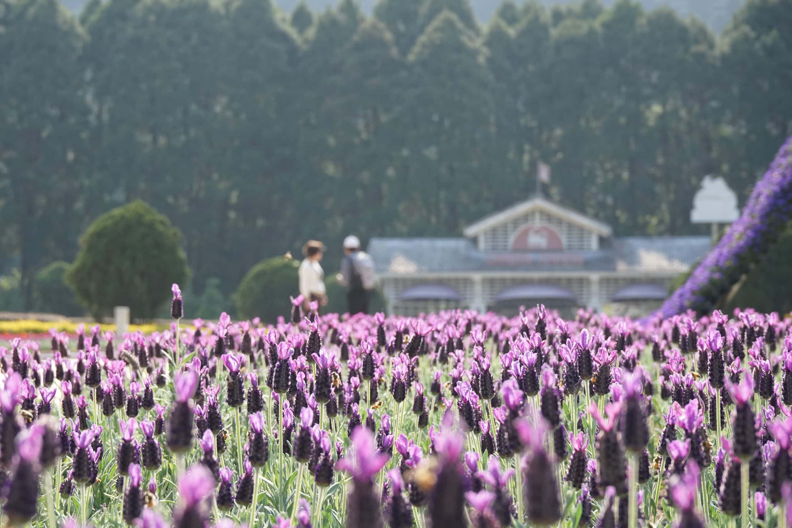 九族文化村花季不間斷《紫戀薰衣草》萬株西班牙薰衣草浪漫奇蹟登場(圖:九族文化村 提供)